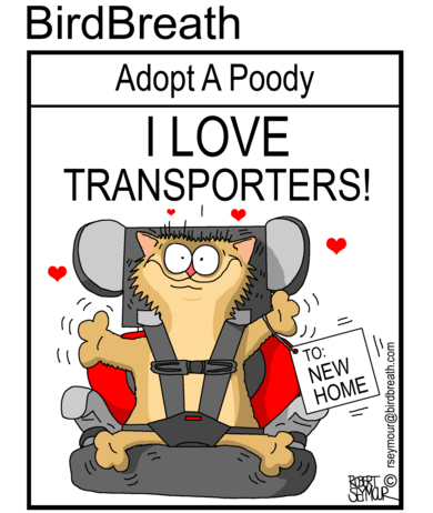 cat cartoon